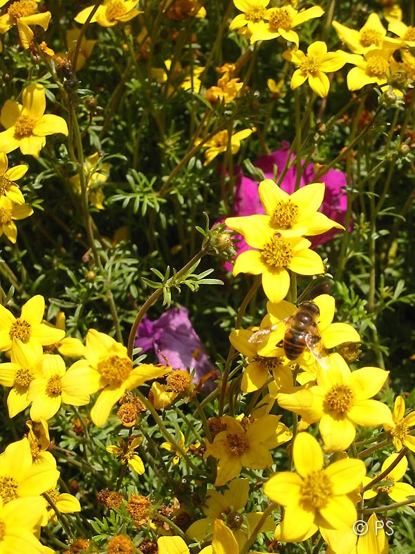 Blumen