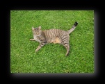 Klick mich und ich werde gro�